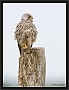 torenvalk _MG_0161